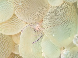竹富島方面へ