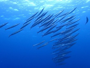 石垣島まわりで