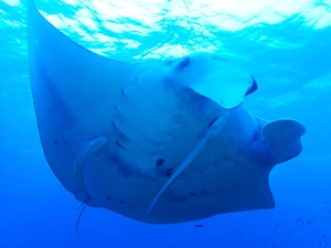 パナリでマンタ