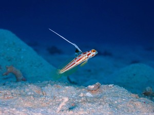 竹富から黒島へ