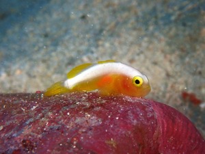 オキゴンドウ🐳