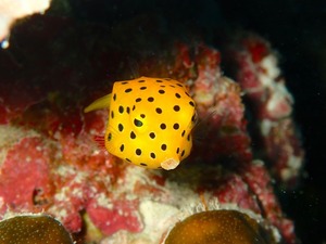 高級魚🐟