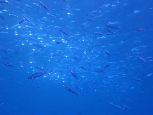 絶好のダイビング日和に黒島へ♪