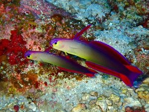 アケボノ