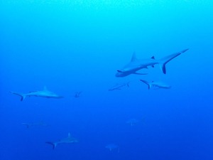 夏日は西表へ🌞