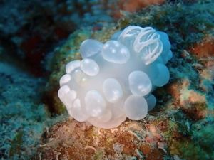 涼しげなシロボンボン