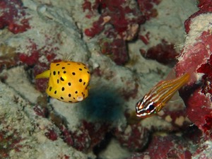 竹富から黒島へ