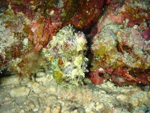 ペアでゆらゆら～