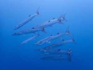 グルクンがワシャ～っと🐟