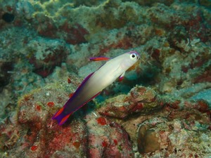 求愛見逃す。。