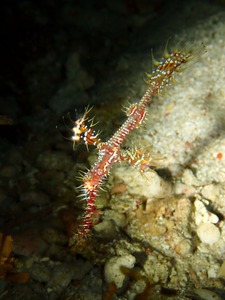 黒島から竹富へ