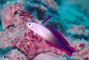 凶暴なゴマモンガラ