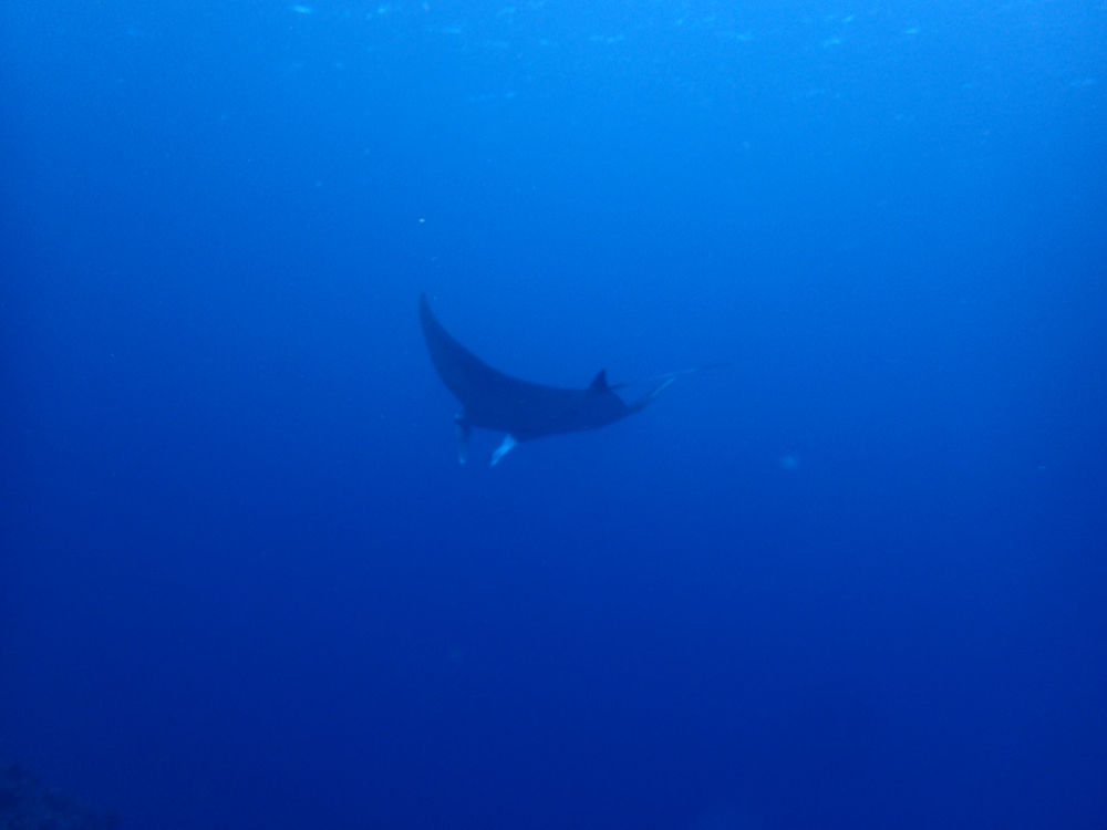 石垣島ダイビングブログ ポイント黒島 パナリ