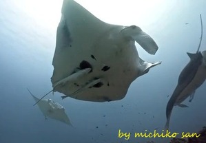 今日もヨナラヘ