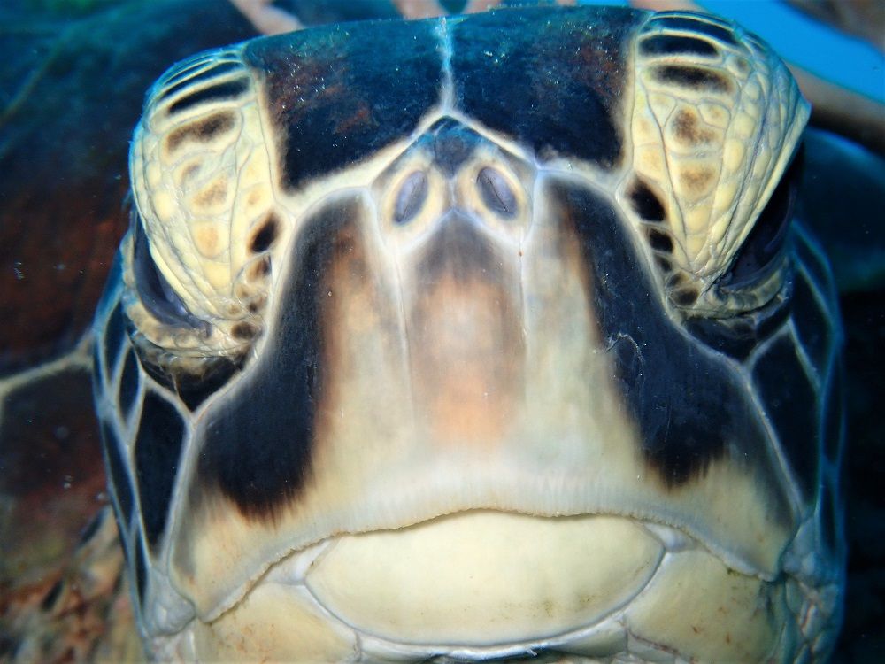 拝啓マンタ師匠様 お元気ですか 石垣島ダイビングブログ