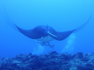 今日もヨナラヘ