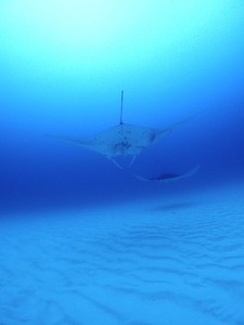 西表からヨナラヘ