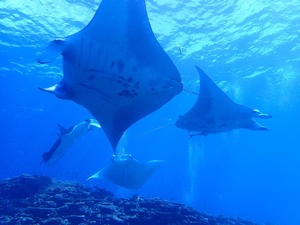 マンタいっぱい💕