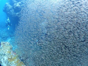 オスの喧嘩