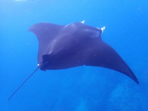 パナリでマンタ