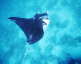 manta