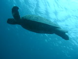 a1c4256e.jpg