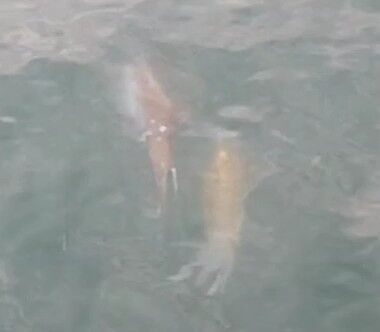 VID_20210605_064536_exported_741