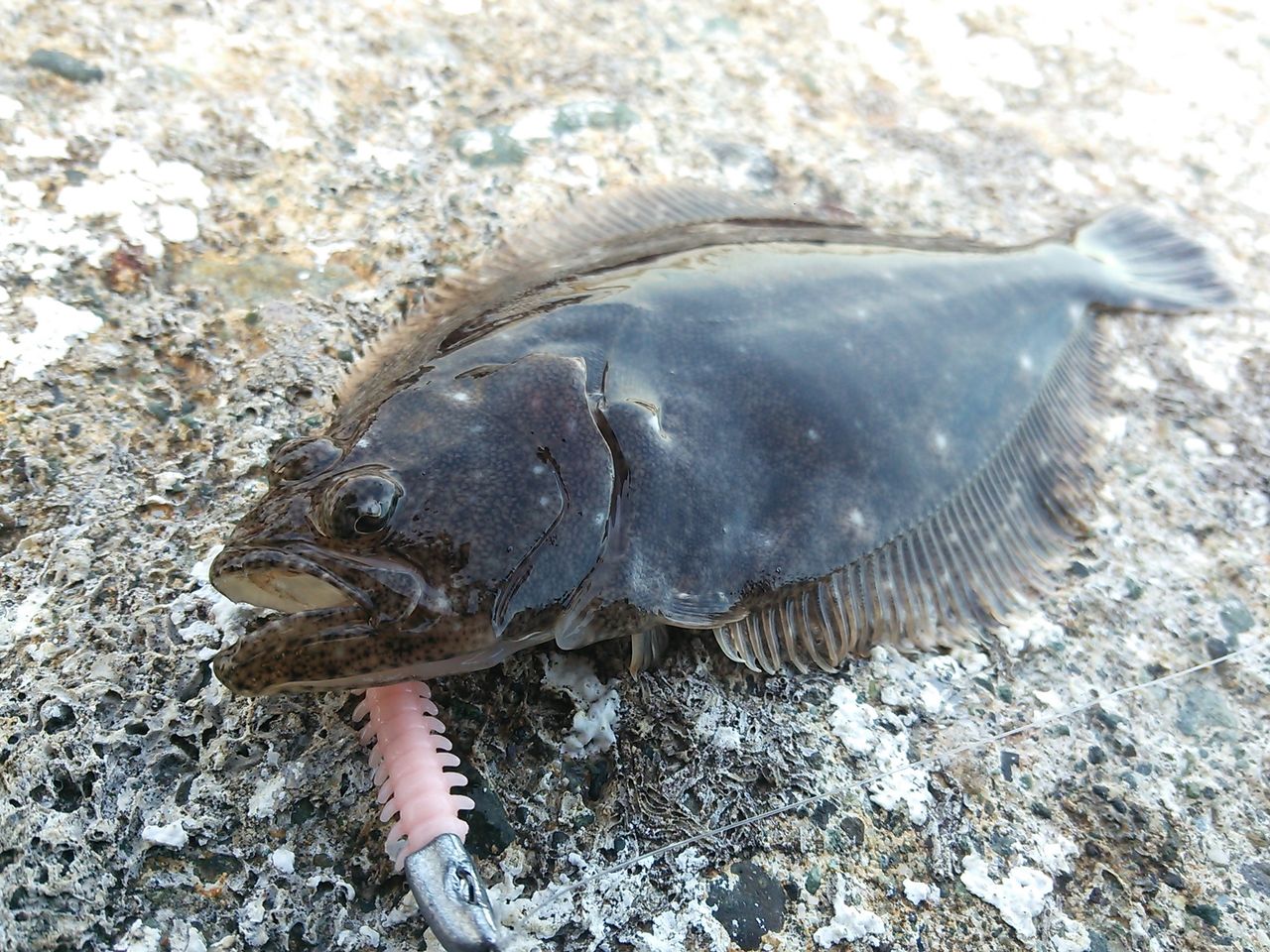 伊豆 ヒラメ メバル でぃーすけ君の感動をありがとう 湘南 西湘 ヒラメ シーバス マゴチ それから テニスも 伊豆 ヒラメ メバル でぃーすけ君の感動をありがとう 湘南 西湘 ヒラメ シーバス マゴチ それから テニスも