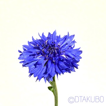 花から読むドイツ文学 Kornblume 花から読むドイツ文学 Kornblume