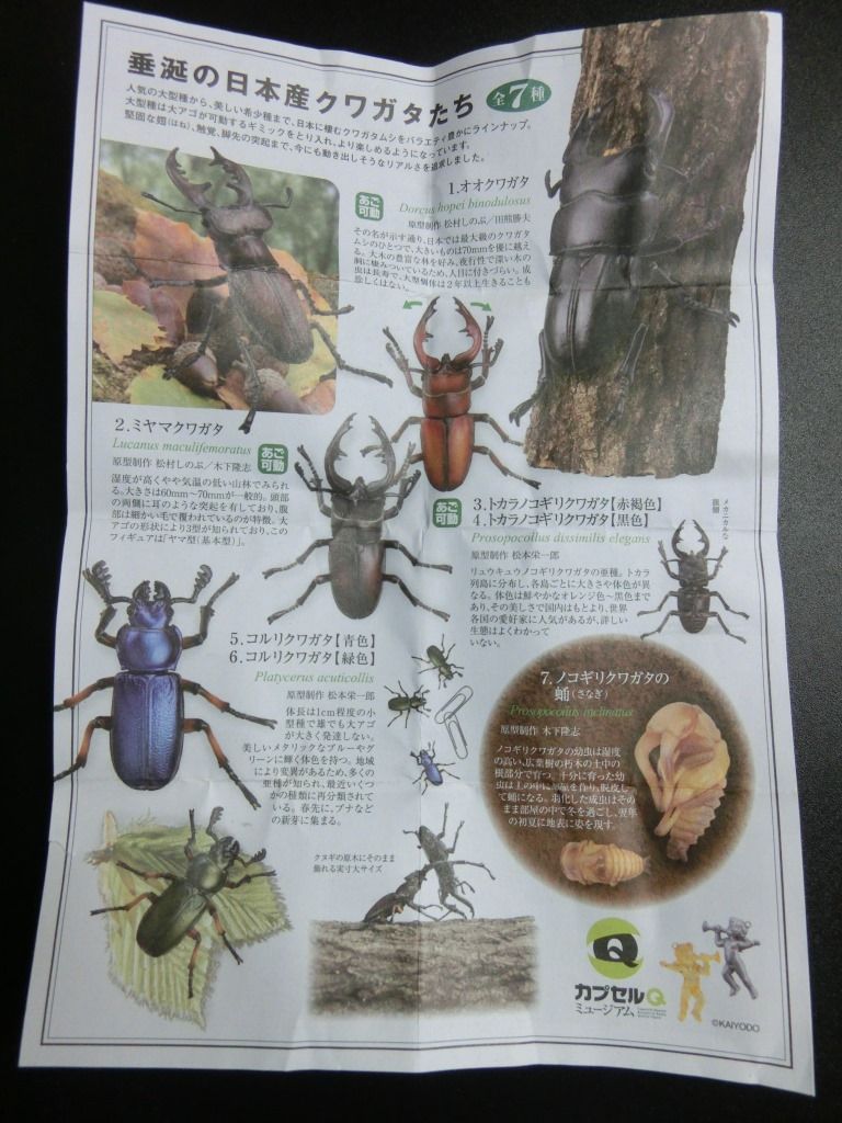 クワガタ ガチャ ふぃぎゅたく クワガタ ガチャ ふぃぎゅたく