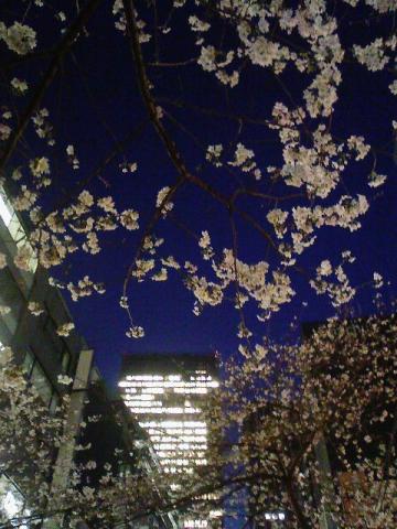 20110406yozakura1.jpg