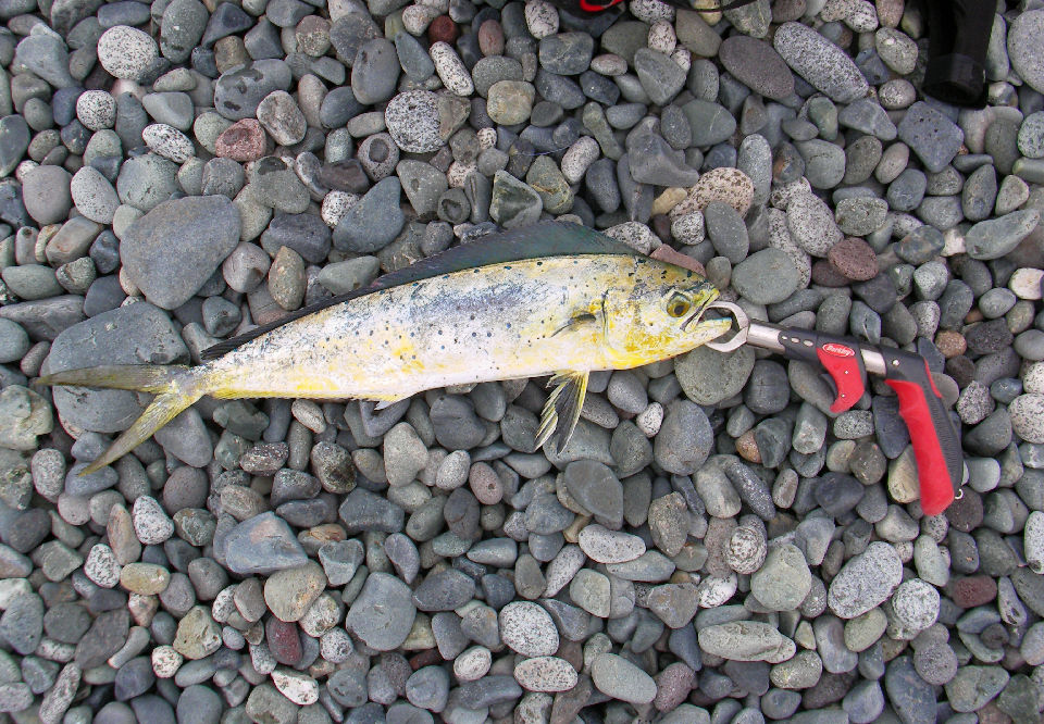 弓角で初ゲット No Metal No Future