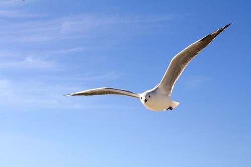 gull-456727_640