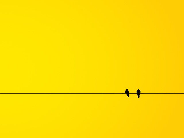 birds-3860034_640
