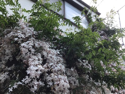 C4ACC545-8EC9-4982-9880-0732CE33E61F