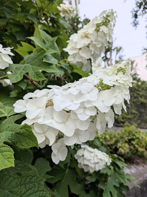 PXL_20260524_085905238
