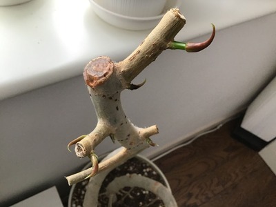 408747B7-46A6-49E0-99E0-5FC71E8FF3B3