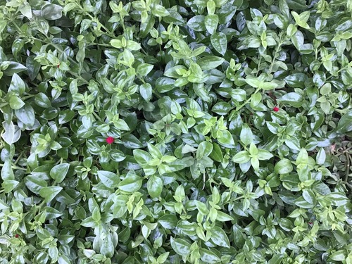 6009F54B-39BF-4D0C-B7F8-99EC00308DD5