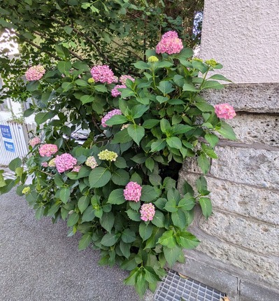 PXL_20260529_074227592