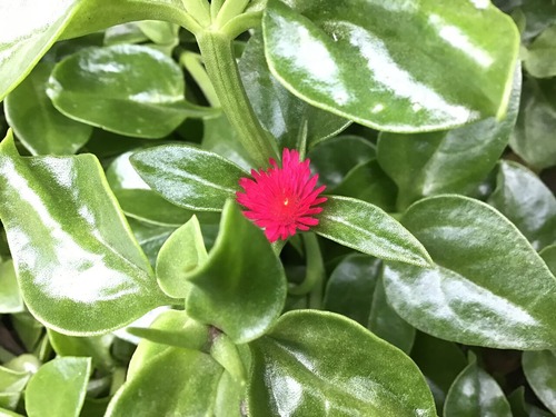 1D9B5FB1-F439-481C-B8E9-E2AF3B7B3918