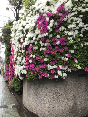 9A70081C-09F4-4FAA-8670-583C68A535A3