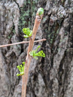 PXL_20250330_022244416