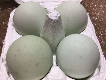 E113E943-0834-42E4-9D0C-E3A4DEE201E6