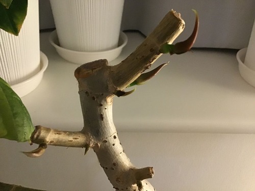 7BFE11DD-D9B3-469D-B416-1E94D52B964D