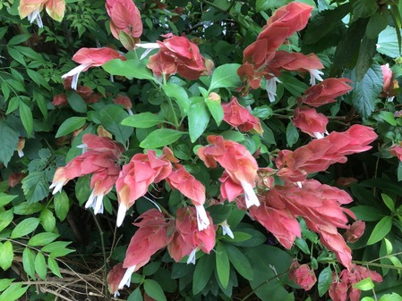 C5D884D8-EE7E-420E-ACC4-E84A3AB990C0