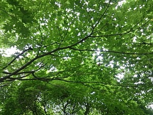 2014-06-21-11-38-21