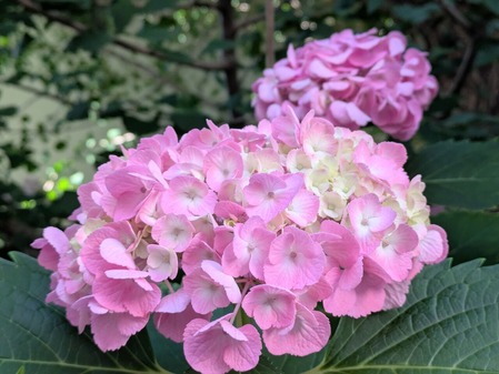 PXL_20260529_074210854