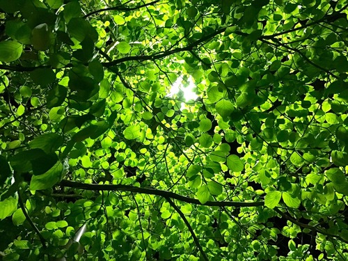 1D5D80A2-7743-4BCF-B994-A94D825AA4AB