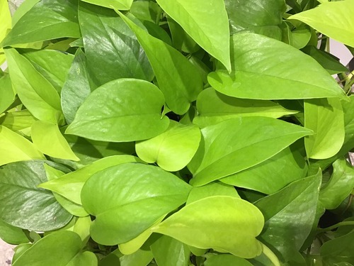 CE4D38AA-6932-437B-9049-15D501ABB426