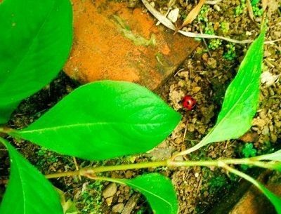 190602���ΤƤ�Ȥ��� (2)